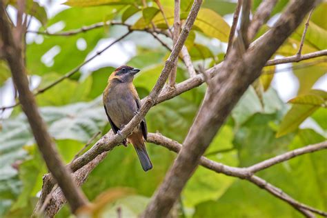Discover lesser antilles places to stay and things to do for your next trip. Lesser Antilles Birding Tours - Birdwatching Tours - Birdquest