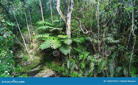 The Dense Rainforest In The Aberdare Ranges Kenya Stock Photo Image