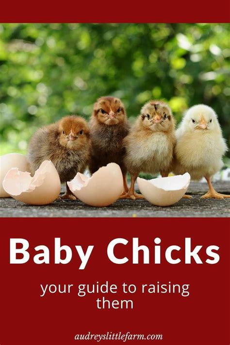 Here Is Everything You Need To Know About Raising Baby Chicks Information Includes Setting Up