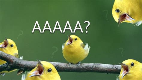 15 Funny Memes With Birds Factory Memes
