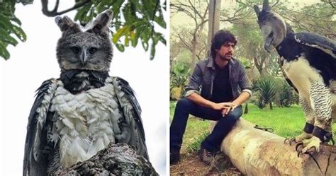 This Harpy Eagle Is So Big It Looks Like A Human In A Costume Demilked