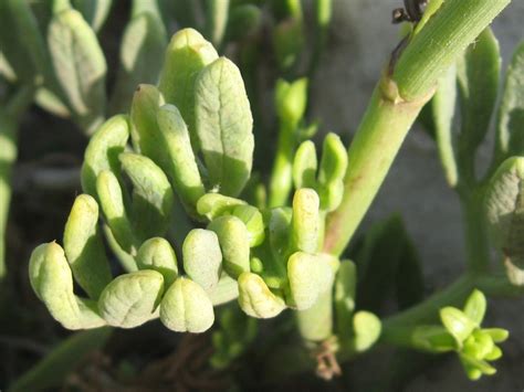 Le piante riportate in questa scheda sono altamente velenose e quindi pericolose anche per chi le maneggia. Scheda botanica di Finocchio marino (Crithmum maritimum L ...