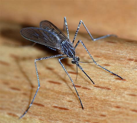 Latest Mosquito Epidemic Results In Deaths In Michigan What You Need