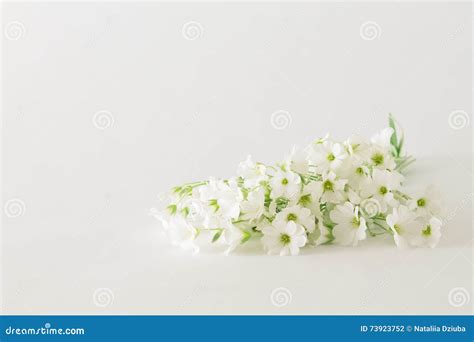 Bouquet Of Small White Flowers On A White Background Stock Photo