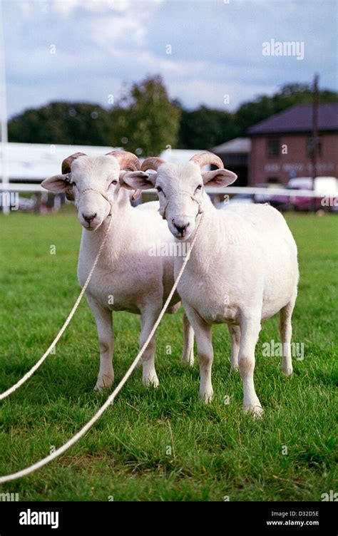 Wiltshire Horn Sheep Stoneleigh Warwickshire England Stock Photo Alamy