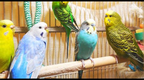 46 Min Happy Parakeets Singing Eating And Chirping Budgies Chirping