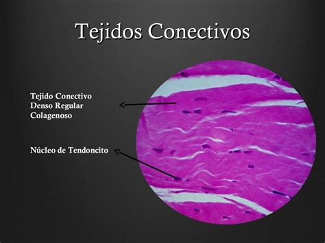 Tejidos Conectivos By Jp