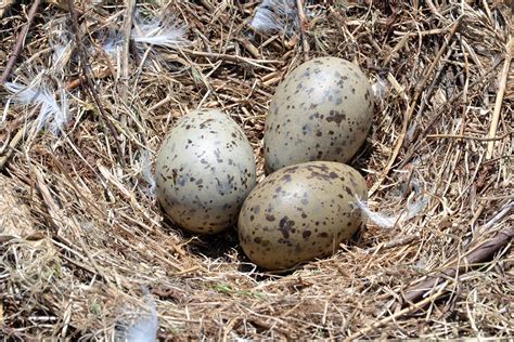 Gull Eggs Free Photo Rawpixel