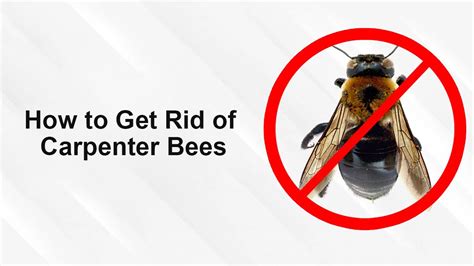 How To Get Rid Of Carpenter Bees Carpenter Bees Control