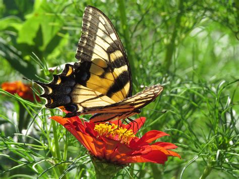 Tiger Swallowtail On Zinnia Birds And Blooms