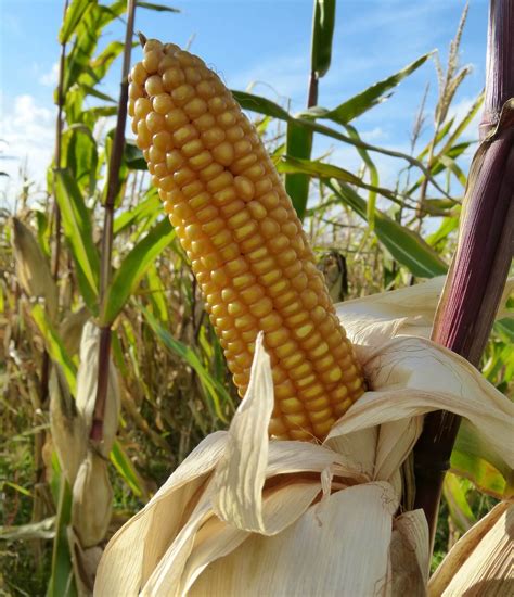 Dent Corn Puts A Dent In Our Health Insteading