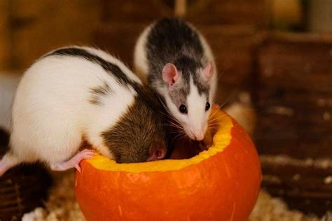 Small Friends Full Of Love Different Types Of Pet Rat Petvblog