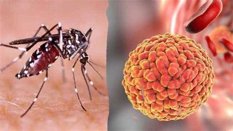 Three More Zika Virus Cases Confirmed In Kerala Two Year Old Infected