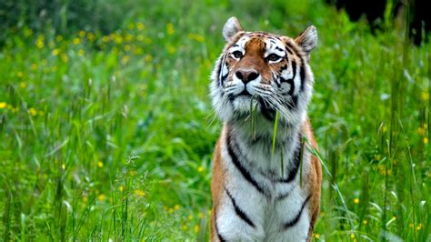 Tiger Stripes Predator Big Cat 4k Hd Wallpaper