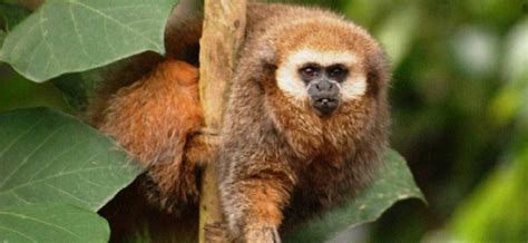 Andean Titi Monkey Callicebus Oenanthe Facts About Animals