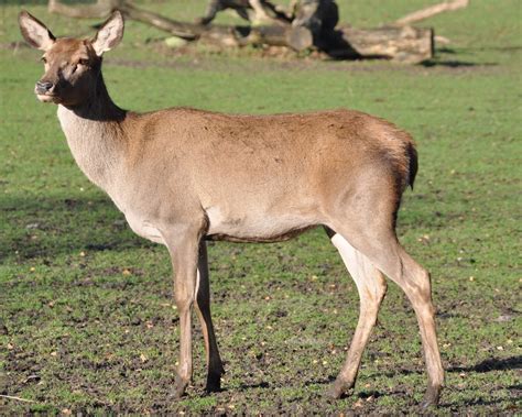 Actually moose knuckle can refer to both sexes: Red Deer (Mammals of Serbia - guide) · iNaturalist