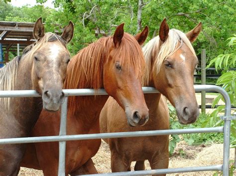 Governor Signs Bill To Establish Horse Rescue Fund Habitat For Horses