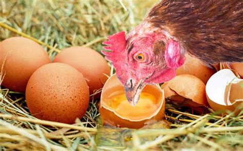 Why Do Chickens Eat Their Own Eggs Learnpoultry