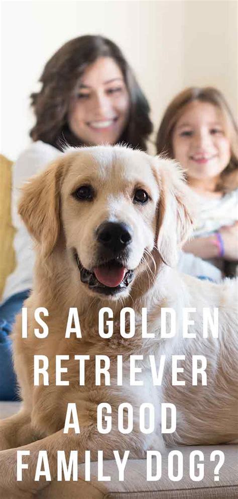 The golden retriever is the classic family companion. Is A Golden Retriever A Good Family Do - Will He Fit Into ...