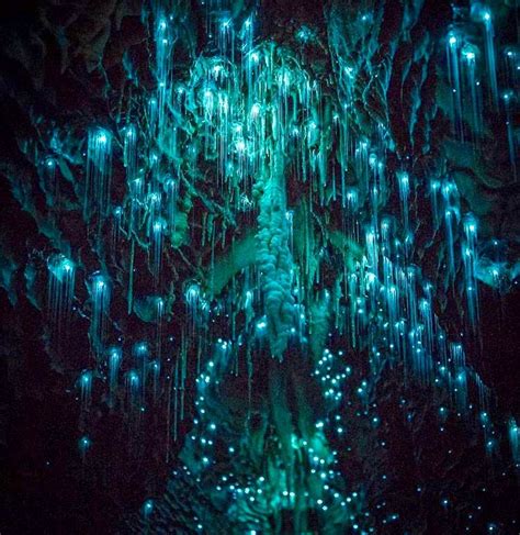 Blue Dream Glow Worm Glow Worm Cave Glowworm Caves New Zealand