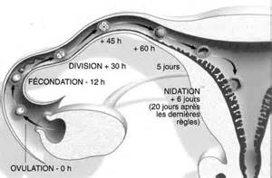 Ovulation is when a mature egg is released from one of the ovaries. L'actu en direct du labo de la vie, épisode 2 à J2 | FIV(s ...
