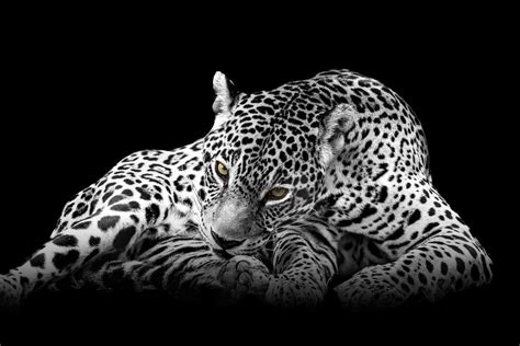 Ferocious Eyes Jaguar Jacksonville Zoo And Gardens Brenden Scott