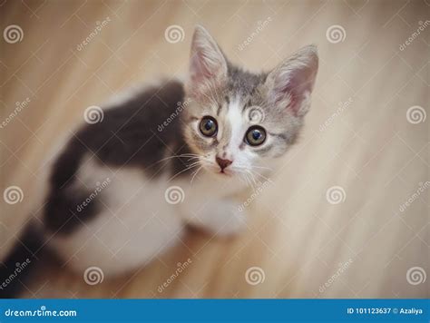 Portrait Of The Domestic Kitten Sitting On A Floor Photographed From