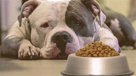 Best food for pitbull puppies. 5 Best Dog Foods for Pitbulls to Gain Weight (2021 Edition)