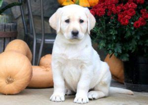 Why buy a labrador retriever puppy for sale if you can adopt and save a life? English Cream Labrador Retriever Puppies For Sale ...