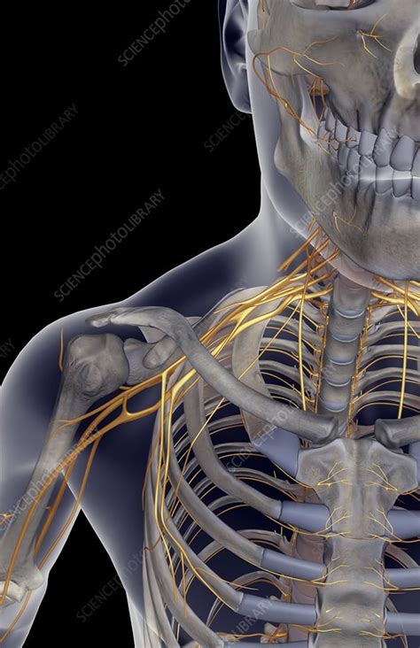 The Nerves Of The Neck And Shoulder Stock Image C0081807 Science