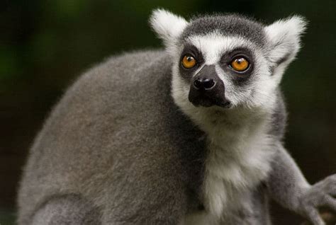 Lemur Animal Facts Lemur Catta Az Animals