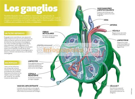 Anatomia Ganglios Del Cuello