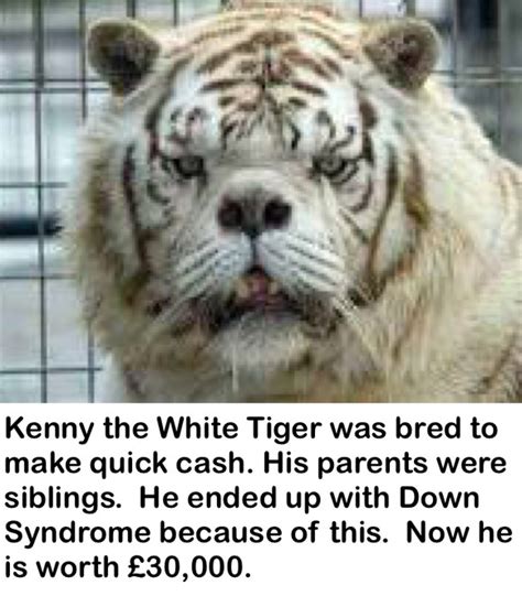 Siberian Tiger Down Syndrome Rizop