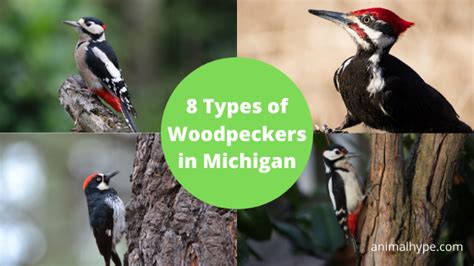 8 Types Of Woodpeckers In Michigan With Pictures Animal Hype