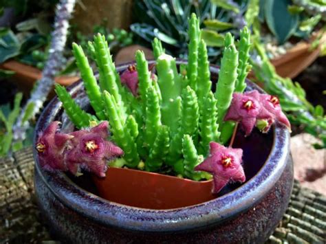 Shop thousands of succulent you'll love at wayfair. Pin on Stapelia