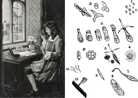 The Discovery Of Bacteria A Leeuwenhoek Story Gideon