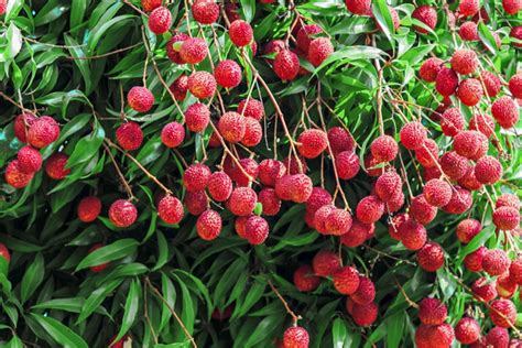 How To Grow And Care For Lychee Trees