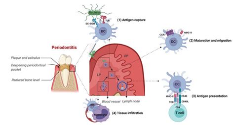 Ijms Free Full Text Oral Microbes And Mucosal Dendritic Cells