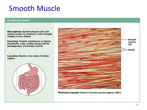 Ppt Muscle Tissue Powerpoint Presentation Free Download Id2390255