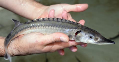 Environnement Une Espèce De Poissons Deau Douce Sur Cinq Est Menacée