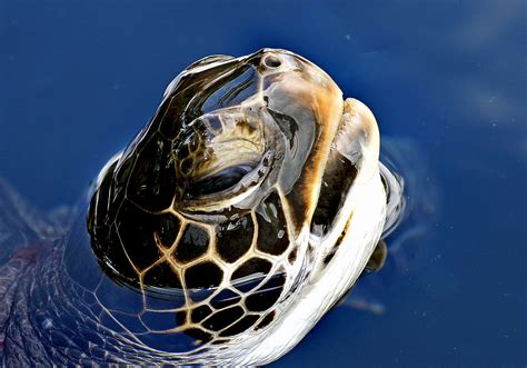 Green Sea Turtle The Green Turtle Is A Large Weighty Sea Flickr