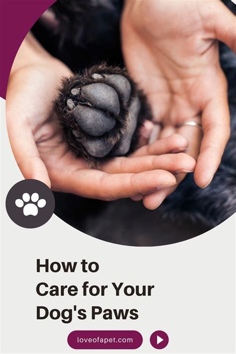 8 Tips For Taking Care Of Your Dogs Paws Dog Health Tips Health