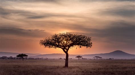 Lonely Tree In The Savanna Wallpaper Backiee
