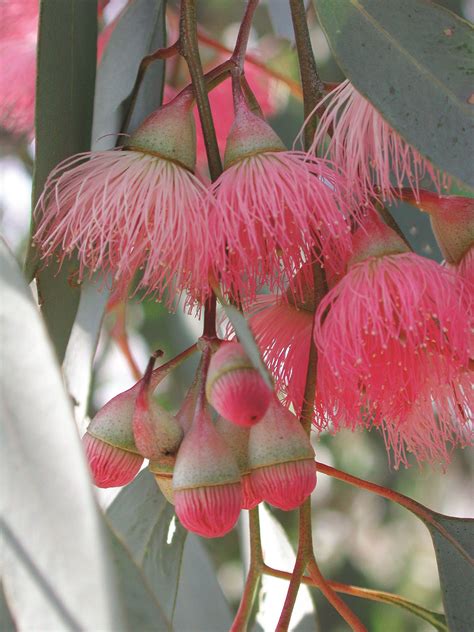 The shahtoots may not be as cold hardy as claimed. Pin on Plants
