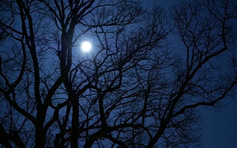 Download Wallpaper 3840x2400 Tree Branches Moon Night Dark 4k Ultra