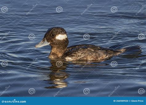 Female Bufflehead Swimming Stock Photo Image Of Avian 266989920