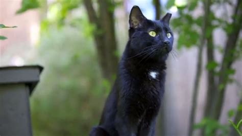 Maybe you would like to learn more about one of these? National Black Cat Day: Black cats aren't really bad luck ...