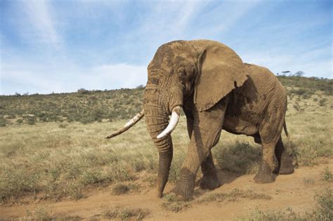 African Forest Elephants Vs Savanna Elephants