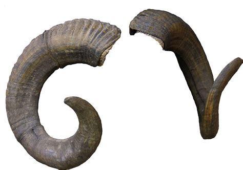 Realistic Horn Png All Png All