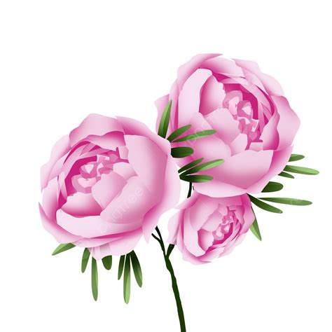 Pink Peony Flower Branch Pink Peony Flower Fresh Flowers Png
